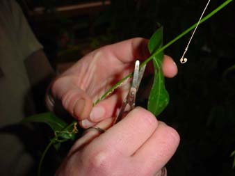 Passiflora Vermehrung Stecklinge