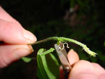 Passiflora Vermehrung Stecklinge