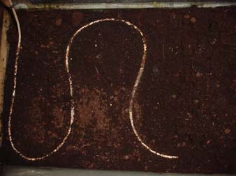 Passiflora Vermehrung Stecklinge